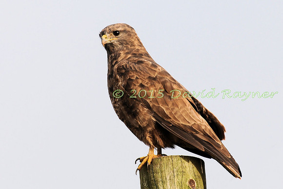 Buzzard, Common 07