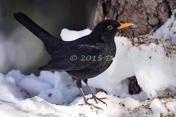 Blackbird 04