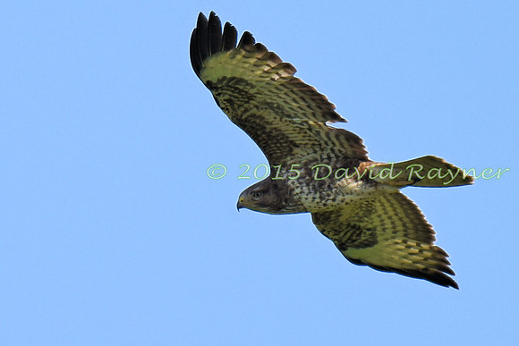 Buzzard, Common 14