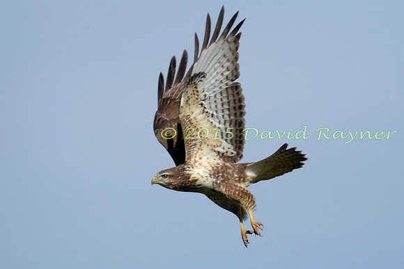 Buzzard, Common 11