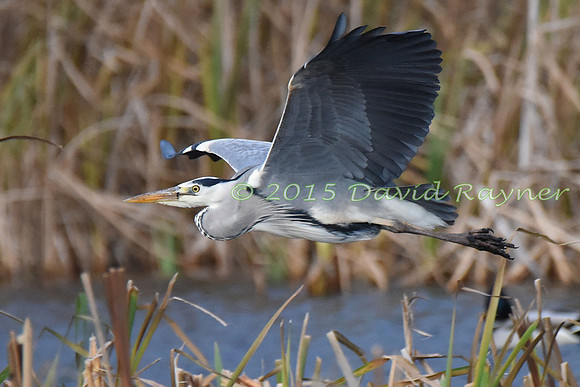 Heron, Grey 1
