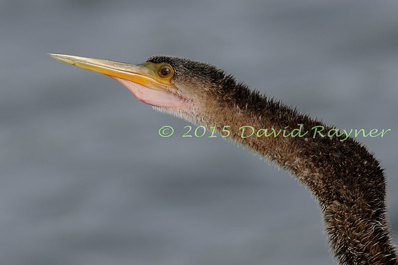 Anhinga 02