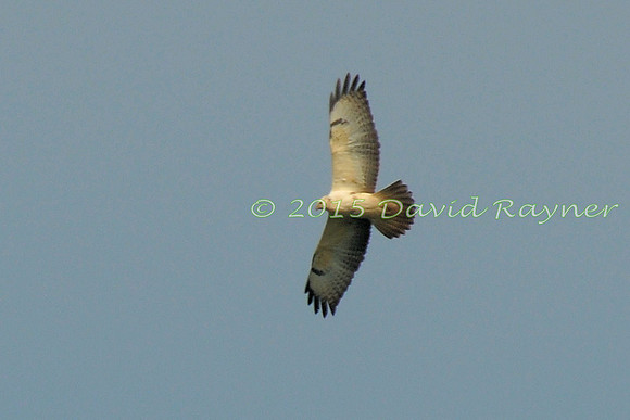 Buzzard, Common 03