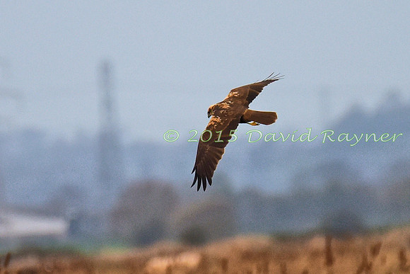 Harrier, Marsh 1