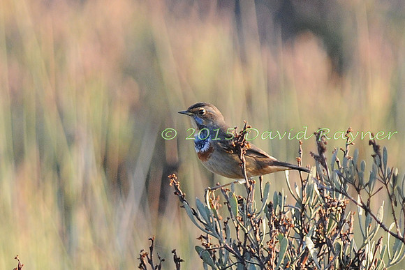 Bluethroat 2