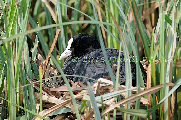 Coot 2