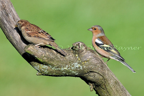a mix of birds 07