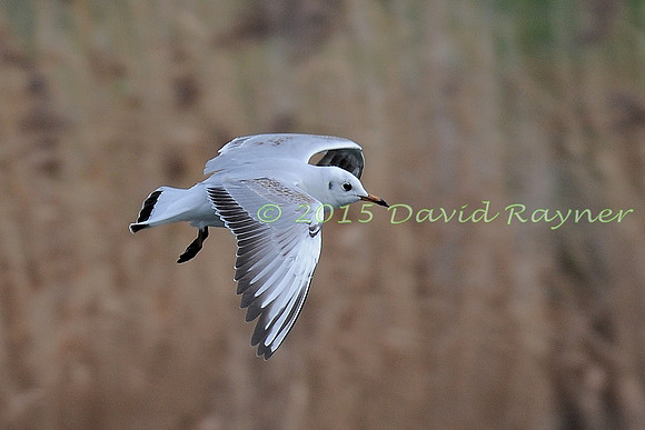 Gull, Black-headed 04