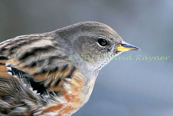 Accentor, Alpine 3