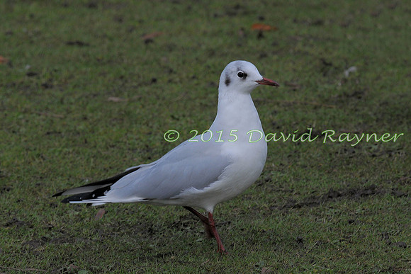 Gull, Black-headed 03