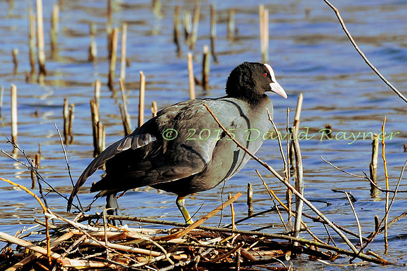 Coot 1