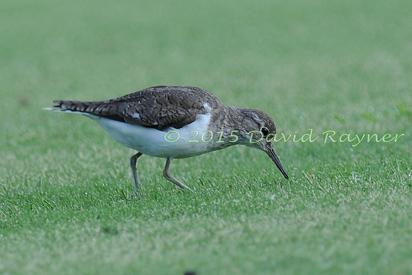 Sandpiper, Common 02