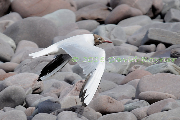 Gull, Black-headed 01