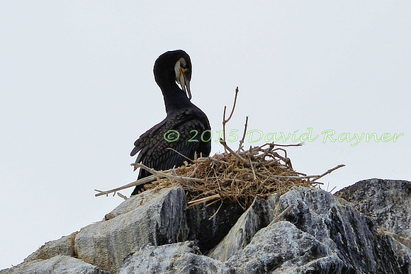 Cormorant 3