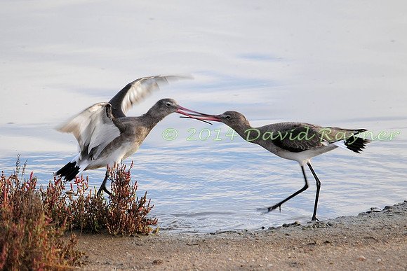 Black-tailed Godwits.a7