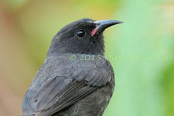 Bananaquit (St Vincent) 03