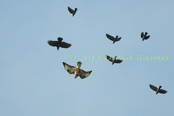 Buzzard+Crows+Jackdaws.d9