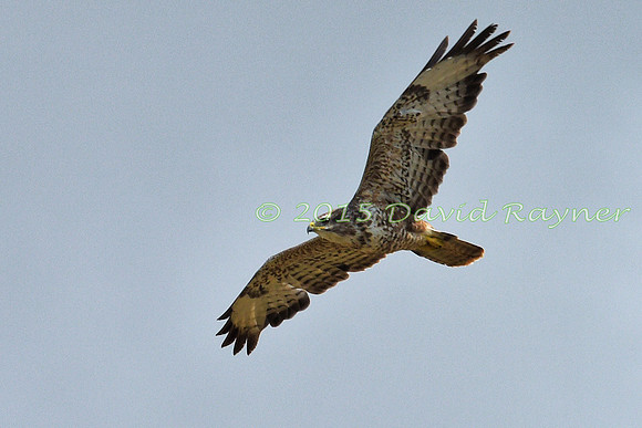 Buzzard, Common 09