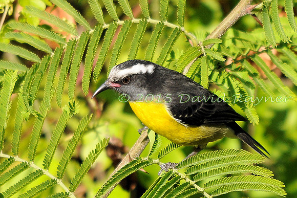 Bananaquit 03