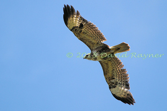 Buzzard, Common 02