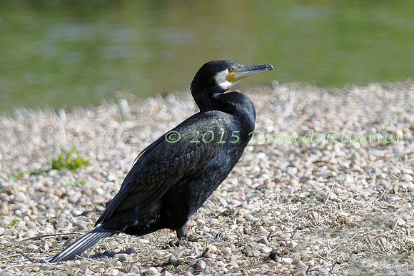 Cormorant 03