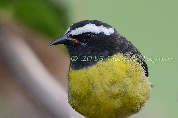 Bananaquit 04