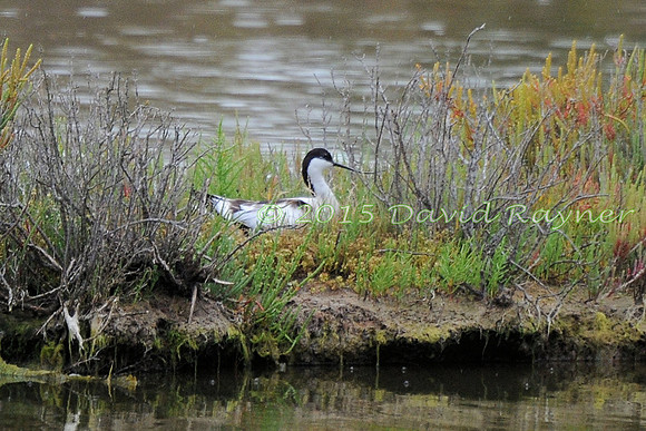 Avocet 1