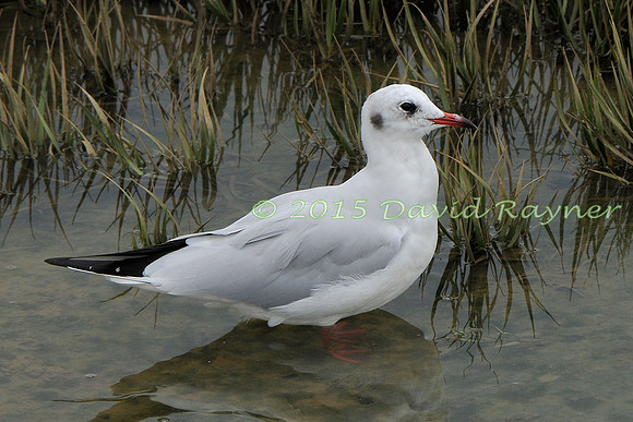 Gull, Black-headed 06
