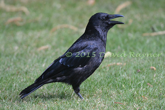Crow, Carrion 4