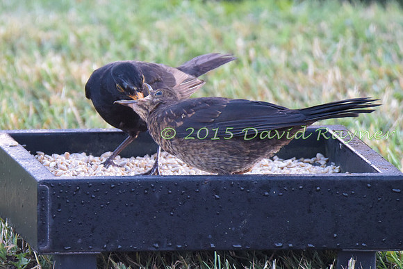Blackbird 07