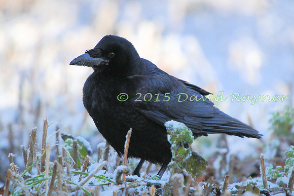Crow, Carrion 3