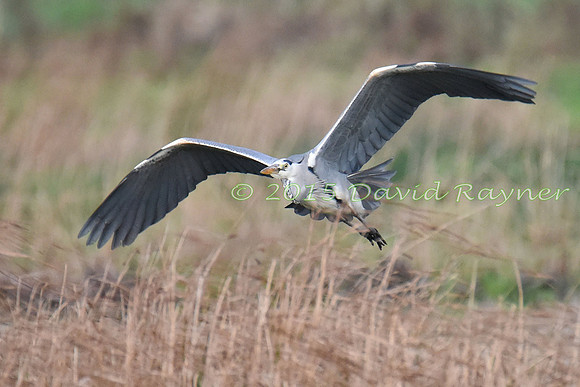 Heron, Grey 3
