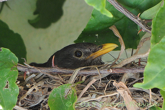 Blackbird 2