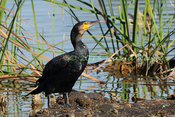 Cormorant 08