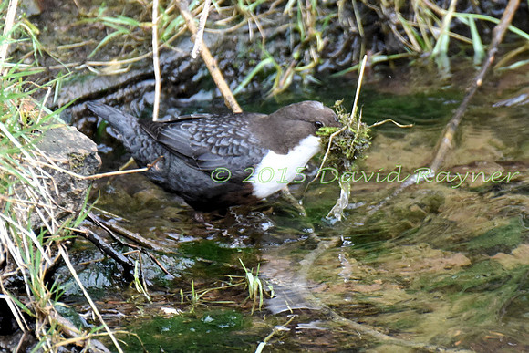Dipper 1