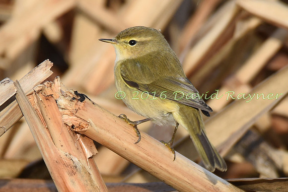 Chiffchaff 05