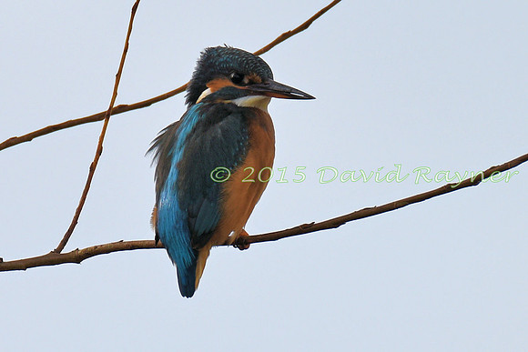 Kingfisher 4