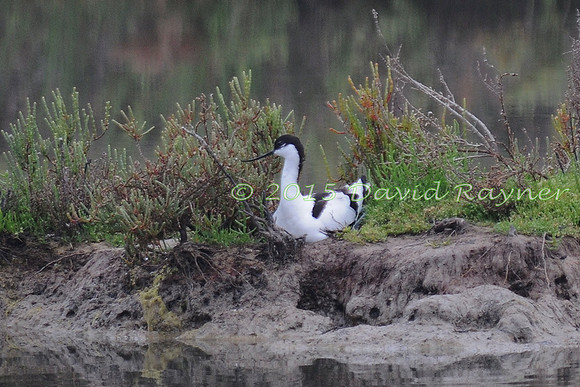 Avocet 2