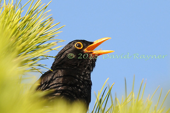 Blackbird 01