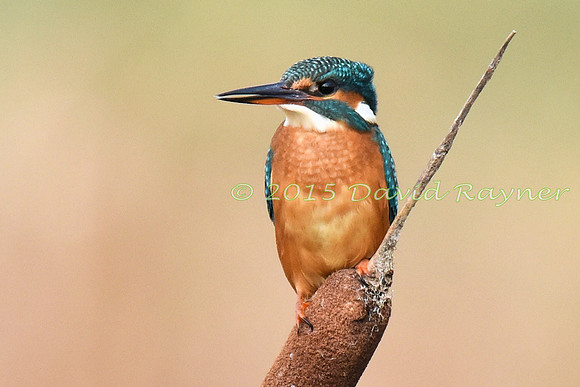 Kingfisher 5