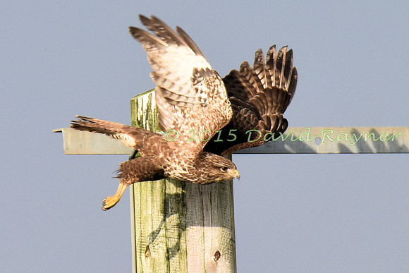 Buzzard, Common 12