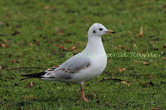 Gull, Black-headed 05