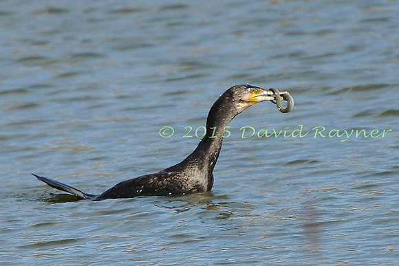 Cormorant 07