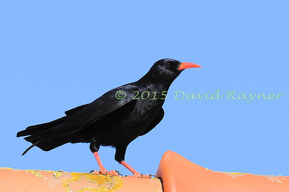 Chough 2