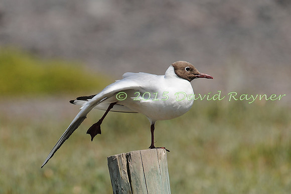 Gull, Black-headed 02