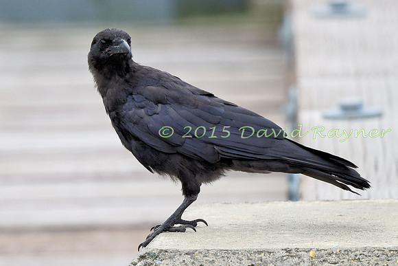 Crow, American 3