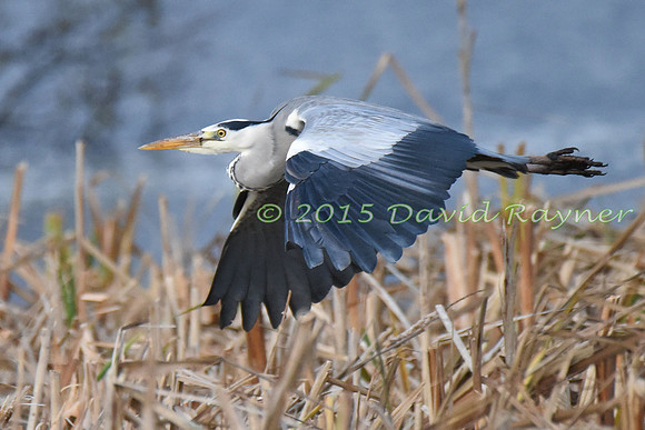 Heron, Grey 2
