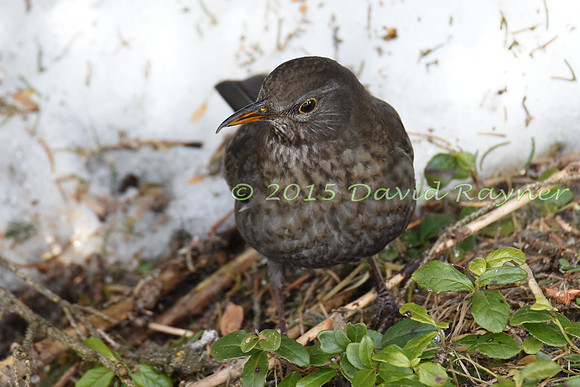 Blackbird 05