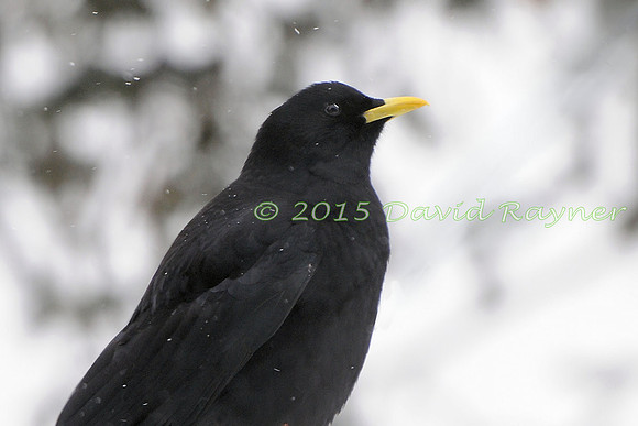 Chough, Alpine 4
