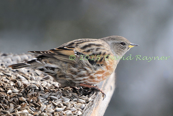 Accentor, Alpine 1